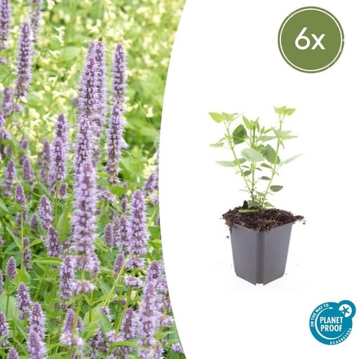 "6x Agastache 'Blue Fortune' - ↕10-25cm - Ø9cm image"