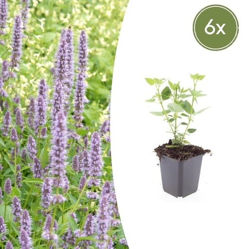 "Duftnessel 'Blue Fortune' 6er-Set (Agastache) – winterharte Staude, Topf-Ø 9 cm, Höhe ca. 10–25 cm image"