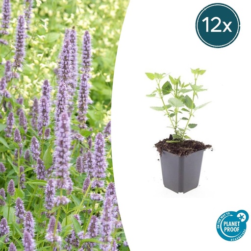 "12x Agastache 'Blue Fortune' - ↕10-25cm - Ø9cm image"