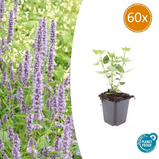 "60x Agastache 'Blue Fortune' - ↕10-25cm - Ø9cm image"