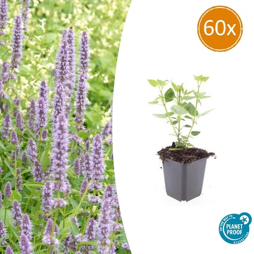 "60x Agastache 'Blue Fortune' - ↕10-25cm - Ø9cm image"