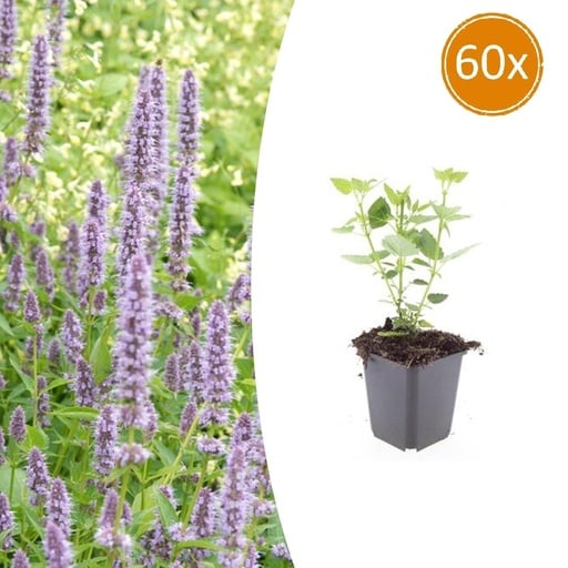 "Duftnessel 'Blaues Glück' 60er-Set (Agastache foeniculum) – winterharte Staude, Topf-Ø 9 cm, Höhe ca. 25 cm image"