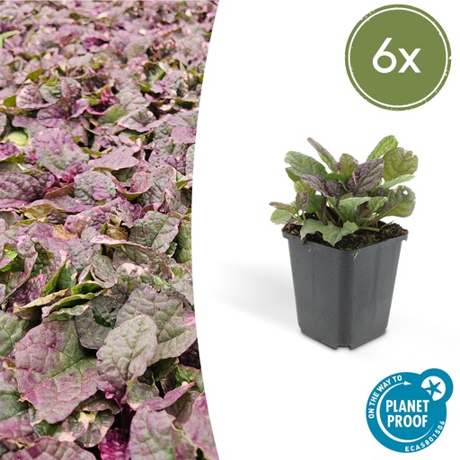 "6x Ajuga reptans 'Burgundy Glow' - ↕10-25cm - Ø9cm image"