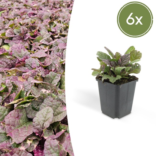 "Kriechender Günsel 'Burgundy Glow' 6er-Set (Ajuga reptans) – winterharte Bodendecker-Staude, Topf-Ø 9 cm, Höhe ca. 25 cm image"