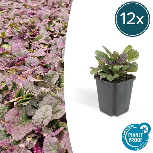"Kriechender Günsel 'Burgundy Glow' 12er-Set (Ajuga reptans) – winterharte Bodendecker-Staude, Topf-Ø 9 cm, Höhe ca. 25 cm image"