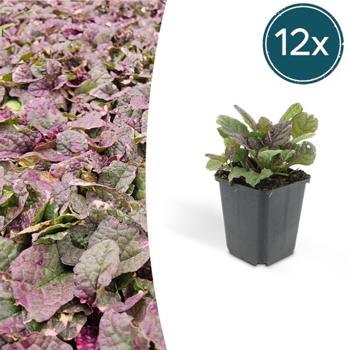 "Kriechender Günsel 'Burgundy Glow' 12er-Set (Ajuga reptans) – winterharte Bodendecker-Staude, Topf-Ø 9 cm, Höhe ca. 25 cm image"