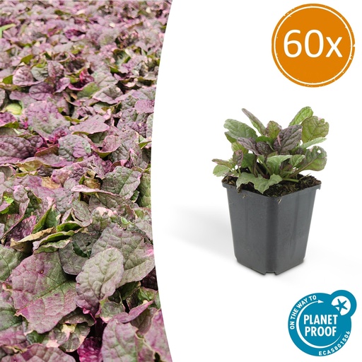 "60x Ajuga reptans 'Burgundy Glow' - ↕10-25cm - Ø9cm image"