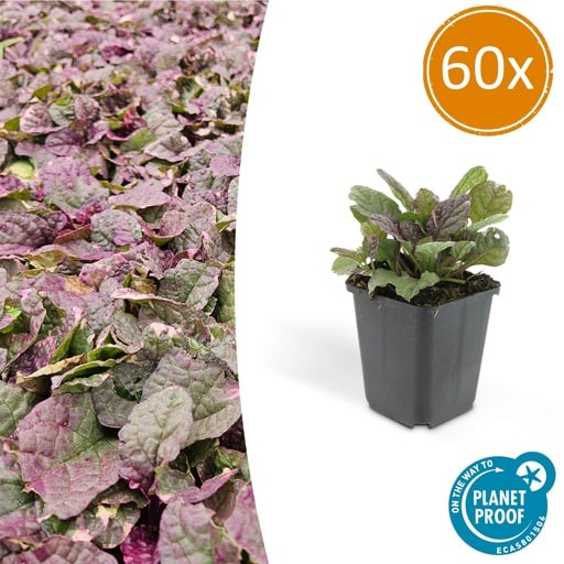 "Kriechender Günsel 'Burgundy Glow' 60er-Set (Ajuga reptans) – winterharte Bodendecker-Staude, Topf-Ø 9 cm, Höhe ca. 25 cm image"