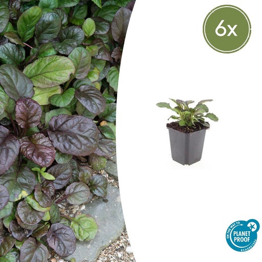 "6x Ajuga reptans 'Catlin's Giant' - ↕10-25cm - Ø9cm image"