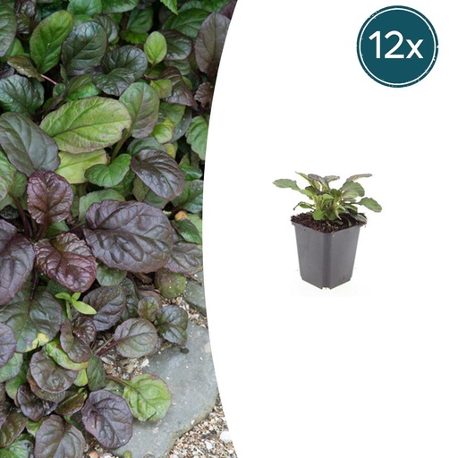 "Teppich-Günsel 'Catlin's Giant' (Ajuga reptans) – wintergrüner Bodendecker, 12 Pflanzen, Topf-Ø 9 cm, Höhe ca. 15 cm image"