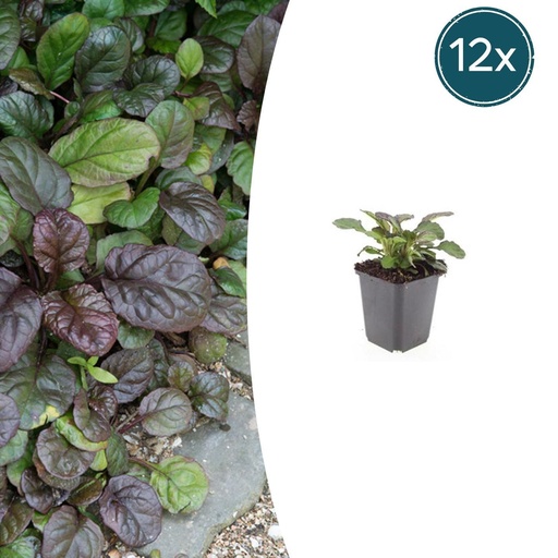 "Teppich-Günsel 'Catlin's Giant' (Ajuga reptans) – wintergrüner Bodendecker, 12 Pflanzen, Topf-Ø 9 cm, Höhe ca. 15 cm image"