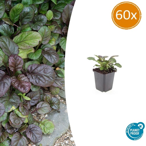 "Kriechender Günsel 'Catlin' 60er-Set (Ajuga reptans) – winterharte Bodendecker-Staude, Topf-Ø 9 cm, Höhe ca. 25 cm image"