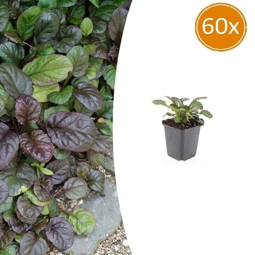 "Kriechender Günsel 'Catlin' 60er-Set (Ajuga reptans) – winterharte Bodendecker-Staude, Topf-Ø 9 cm, Höhe ca. 25 cm image"