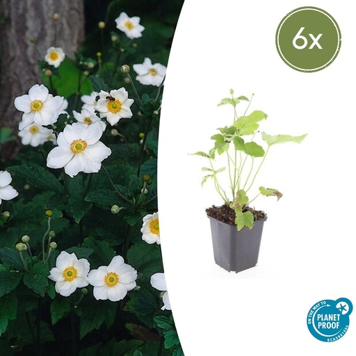 "6x Anemone hyb. 'Honorine Jobert' - ↕10-25cm - Ø9cm image"