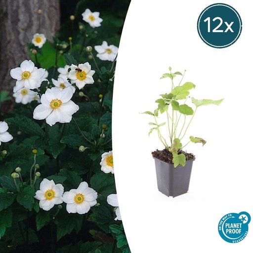 "12x Anemone hyb. 'Honorine Jobert' - ↕10-25cm - Ø9cm image"