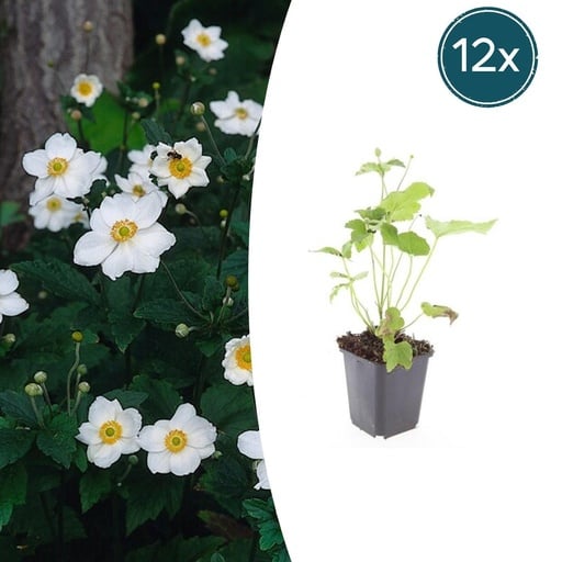 "Weiße Herbst-Anemone 'Honorine Jobert' (Anemone hybrida) – winterharte Staude, 12 Pflanzen, Topf-Ø 9 cm, Höhe ca. 15 cm image"