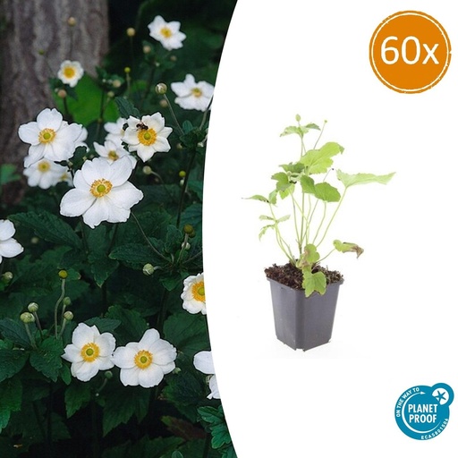 "60x Anemone hyb. 'Honorine Jobert' - ↕10-25cm - Ø9cm image"