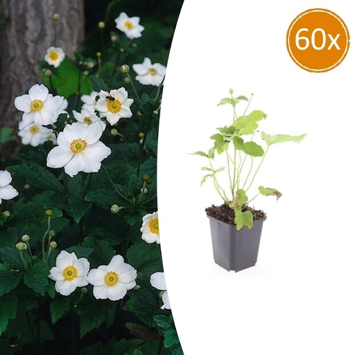 "Herbst-Anemone 'Honorine Jobert' 60er-Set (Anemone hyb.) – winterharte Staude, Topf-Ø 9 cm, Höhe ca. 25 cm image"