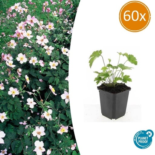 "60x Anemone tom. 'Robustissima' - ↕10-25cm - Ø9cm image"