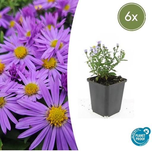 "6x Aster (D) 'Prof. Anton Kippenberg'  - ↕10-25cm - Ø9cm image"