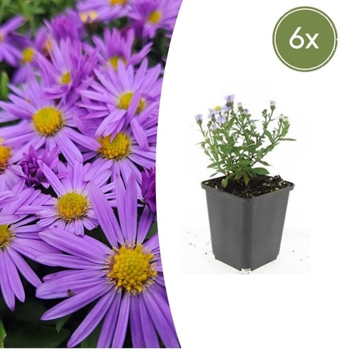 "Aster 'Prof. Anton Kippenberg' 6er-Set (Aster amellus) – winterharte Staude, Topf-Ø 9 cm, Höhe ca. 25 cm image"