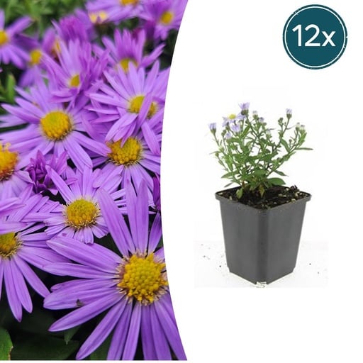 "Aster 'Prof. Anton Kippenberg' 12er-Set (Aster ageratoides) – winterharte Staude, Topf-Ø 9 cm, Höhe ca. 25 cm image"