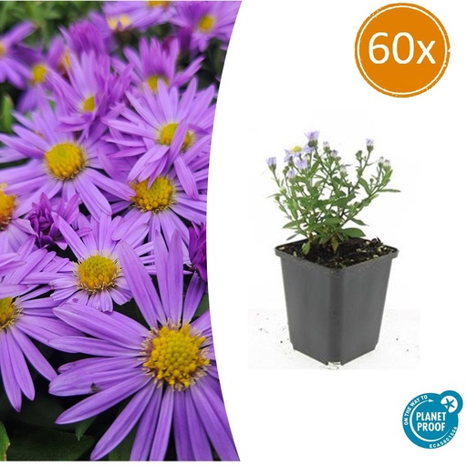 "60x Aster (D) 'Prof. Anton Kippenberg'  - ↕10-25cm - Ø9cm image"