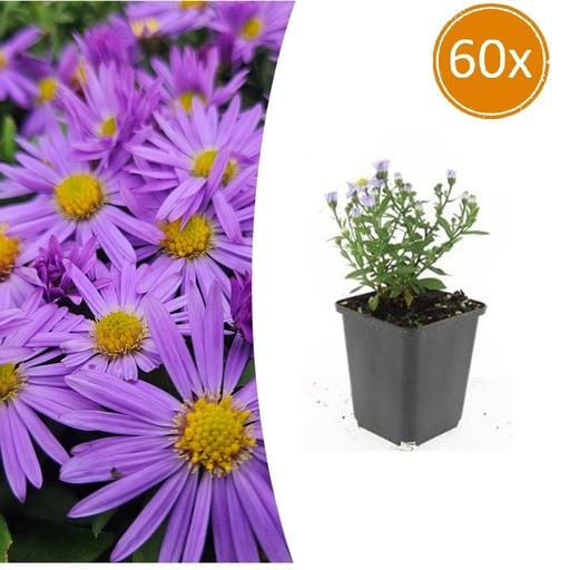 "Aster 'Prof. Anton Kippenberg' 60er-Set (Aster spec.) – winterharte Staude, Topf-Ø 9 cm, Höhe ca. 25 cm image"