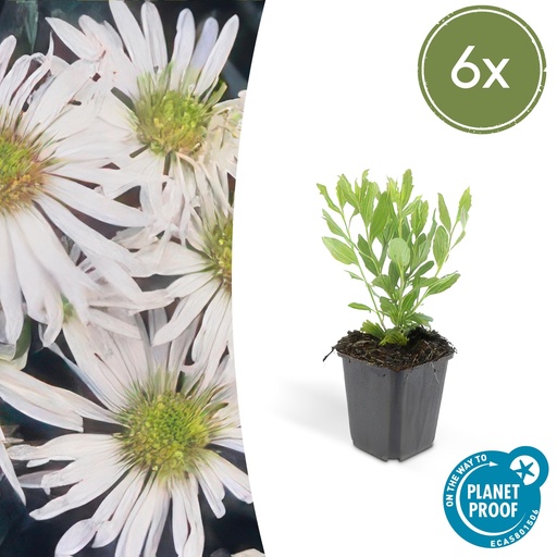 "6x Aster ageratoides 'Ashvi' - ↕10-25cm - Ø9cm image"