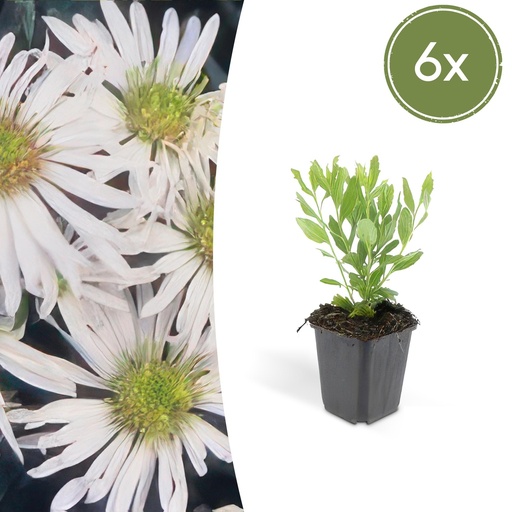"Wildaster 'Ashvi' 6er-Set (Aster ageratoides) – winterharte Staude, Topf-Ø 9 cm, Höhe ca. 25 cm image"