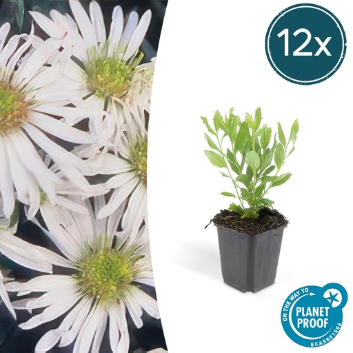 "12x Aster ageratoides 'Ashvi' - ↕10-25cm - Ø9cm image"
