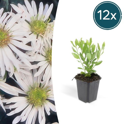 "Wildaster 'Ashvi' 12er-Set (Aster ageratoides) – winterharte Staude, Topf-Ø 9 cm, Höhe ca. 25 cm image"