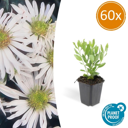 "60x Aster ageratoides 'Ashvi' - ↕10-25cm - Ø9cm image"