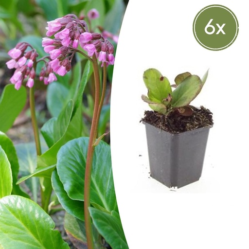 "Herzblatt-Bergenie 'Herbstblüte' 6er-Set (Bergenia cordifolia) – winterharte Staude, Topf-Ø 9 cm, Höhe ca. 25 cm image"