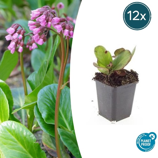 "12x Bergenia cordifolia 'Herbstblüte'  - ↕10-25cm - Ø9cm image"
