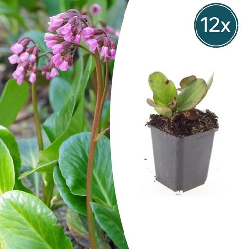 "Bergenie 'Herbstblüte' 12er-Set (Bergenia cordifolia) – winterharte Staude, Topf-Ø 9 cm, Höhe ca. 25 cm image"
