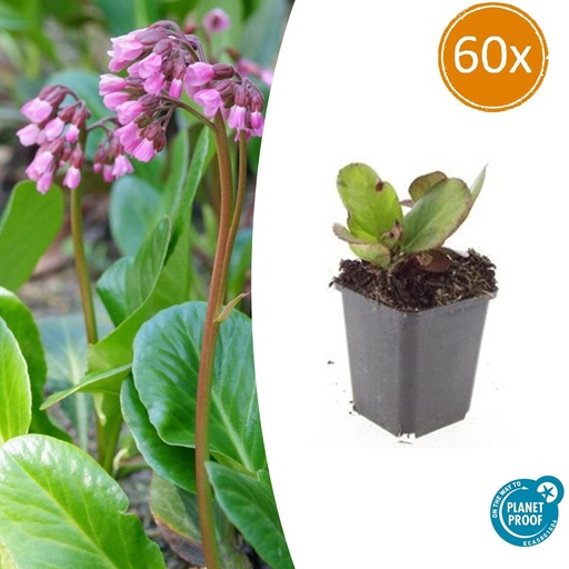 "60x Bergenia cordifolia 'Herbstblüte' - ↕10-25cm - Ø9cm image"