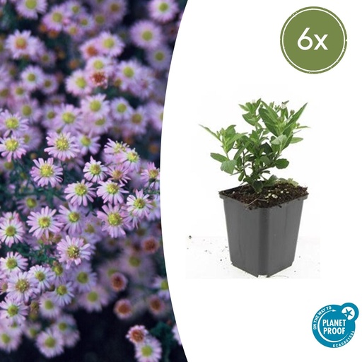 "6x Aster ageratoides 'Stardust' - ↕10-25cm - Ø9cm image"