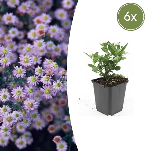 "Wildaster 'Stardust' 6er-Set (Aster ageratoides) – winterharte Staude, Topf-Ø 9 cm, Höhe ca. 25 cm image"