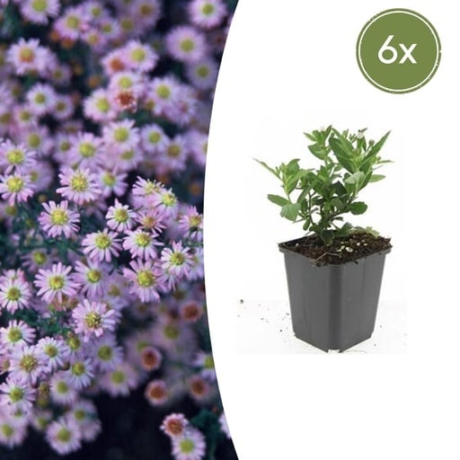 "Wildaster 'Stardust' 6er-Set (Aster ageratoides) – winterharte Staude, Topf-Ø 9 cm, Höhe ca. 25 cm image"