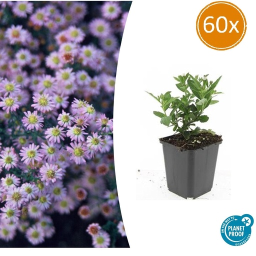 "60x Aster ageratoides 'Stardust' - ↕10-25cm - Ø9cm image"