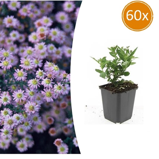 "Wildaster 'Stardust' 60er-Set (Aster ageratoides) – winterharte Staude, Topf-Ø 9 cm, Höhe ca. 25 cm image"