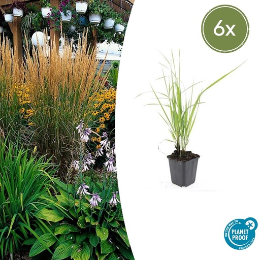 "Reitgras 'Karl Foerster' 6er-Set (Calamagrostis x) – winterhartes Ziergras, Topf-Ø 9 cm, Höhe ca. 25 cm image"
