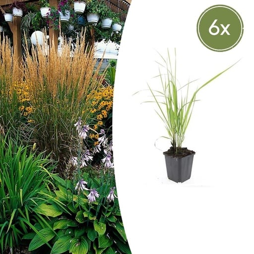 "Reitgras 'Karl Foerster' 6er-Set (Calamagrostis x) – winterhartes Ziergras, Topf-Ø 9 cm, Höhe ca. 25 cm image"