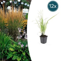 Garten-Reitgras 'Karl Foerster' (Calamagrostis acutiflora) – winterhartes Ziergr