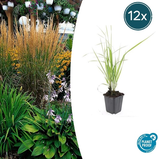 "12x Calamagrostis acut. 'Karl Foerster'  - ↕10-25cm - Ø9cm image"