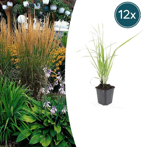 "Garten-Reitgras 'Karl Foerster' (Calamagrostis acutiflora) – winterhartes Ziergras, Topf-Ø 9 cm, Höhe ca. 9 cm image"