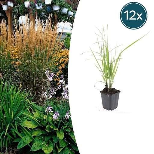 "Garten-Reitgras 'Karl Foerster' (Calamagrostis acutiflora) – winterhartes Ziergras, 12 Pflanzen, Topf-Ø 9 cm, Höhe ca. 15 cm image"