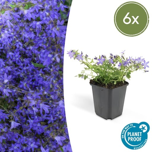 "Hängepolster-Glockenblume 'Stella' 6er-Set (Campanula poscharskyana) – winterharte Polsterstaude, Topf-Ø 9 cm, Höhe ca. 25 cm image"