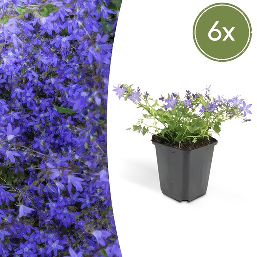 "Hängepolster-Glockenblume 'Stella' 6er-Set (Campanula poscharskyana) – winterharte Polsterstaude, Topf-Ø 9 cm, Höhe ca. 25 cm image"